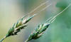Avena sativa es una Glumiflora de la familia de las Gramneas