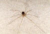 Los opiliones pertenecen al orden Falngidos