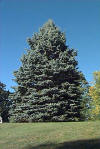 Picea. Es una confera que pertenece a la familia Pinaceae.