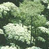Daucus carota, la zanahoria es una planta Coriptala, umbelifloral, de la familia Umbelferae