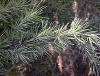 Cedrus deodara, es el cedro. Es una confera que pertenece a la familia Pinaceae.