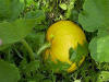 La calabaza es una planta Simptala, de la familia cucurbitaceae