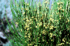 Ephedra viridis es una Gnetina de la familia Ephedraceae. Tiene porte herbceo.
