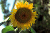 El girasol es una planta simptala, del orden Campanuladas, de la familia de las Asterceas. Aunque lo que vemos parece una flor,  es un conjunto de pequeas flores.
