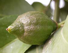 El limn surge del carpelo de la flor fecundada del limonero