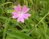 Malva sylvestris es una planta Coriptala de la familia Malvaceae. Imagen De Mier y Leva.