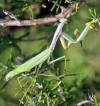 La mantis religiosa pertenece al orden Orthoptera. Es un Mntido.