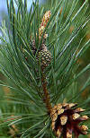 Hojas y pias de un pino. Es una confera que pertenece a la familia Pinaceae.