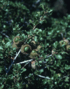 Quercus coccifera es una Coriptala, del orden Fagales,  de la familia Fagacea