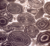 Caliza nummultica