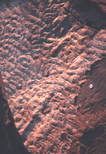Los ripples en el techo del estrato indican posicin original y medio de formacin.