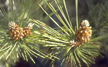 "Inflorescencia de Gimnosperma"