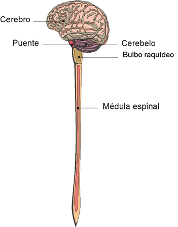 "En los vertebrados, encfalo y mdula forman el Sistema Nervioso Central. Tomada de asociacin alzheimer monterrey"