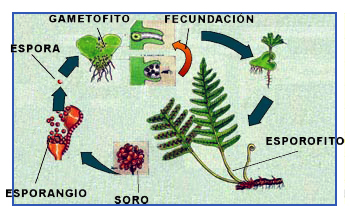 "Alternancia de generaciones en helechos"