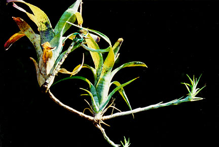 "Tres plantas jvenes separadas por estolones. Tomada de www.charlies-web.com "