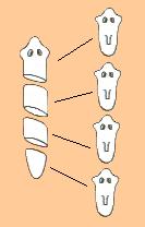 Esquema que muestra la fragmentacin de una planaria. Tomada de mx.geocities.com/avolaje2