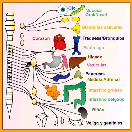 El Sistema Nervioso Autnomo controla el funcionamiento de nuestros rganos. Tomada de mural.uv.es/semarguz"