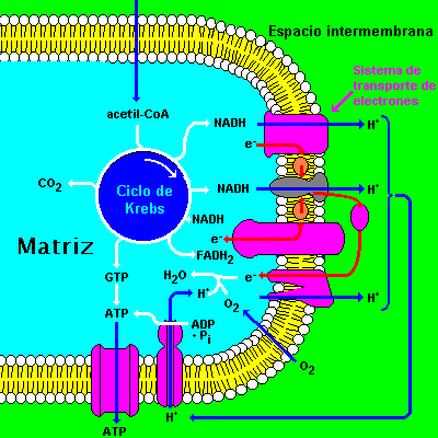 "Mitocondria"