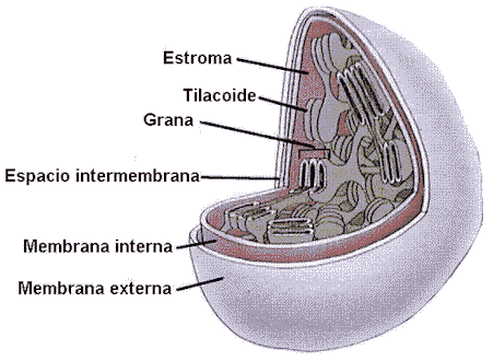 "Cloroplasto"