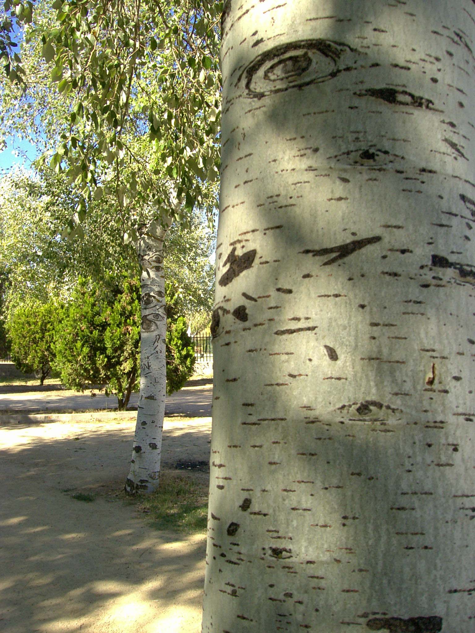 La aspirina contiene cido acetil saliclico, sustancia muy abundante en la corteza del abedul y del sauce. Imagen: De Mier y Leva.