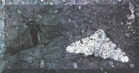 El caso de la polilla del abedul (Biston betularia) ilustra el funcionamiento de la seleccin natural, ya que si la corteza del rbol est limpia, mueren las polillas negras, pero si la corteza est sucia, morirn las blancas. Tomada de bioinformatica.uab.es