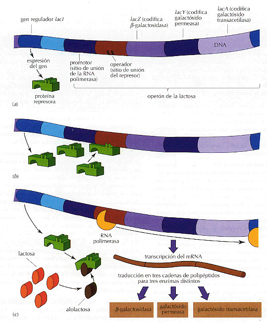 El operon lactosa controla la expresin de tres genes segn la presencia o ausencia de lactosa en el medio de la bacteria. Tomada de webcd.usal.es