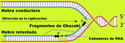 La replicacin se da en las horquillas de replicacin, formndose a la vez las dos nuevas hebras. Adaptada de www.efn.uncor.edu.jpg