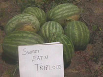 Sandas triploides. La obtencin de poliploides en vegetales es una tcnica muy utilizada para mejorar la produccin. Tomada de www.ces.uga.edu