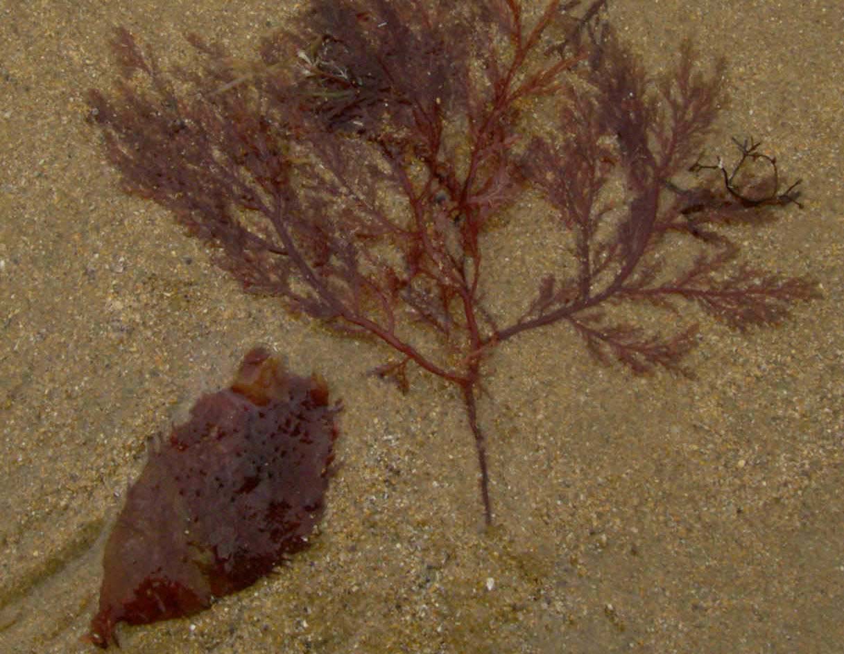 Algas rojas. Imagen: De Mier y Leva.