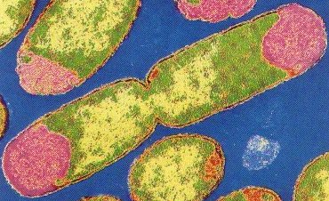 Dos bacilos recién formados, a partir de una bipartición. Imagen tomada de http://iris.cnice.mecd.es/biosfera/alumno/1bachillerato/organis/imagenes/binaryfission.jpg