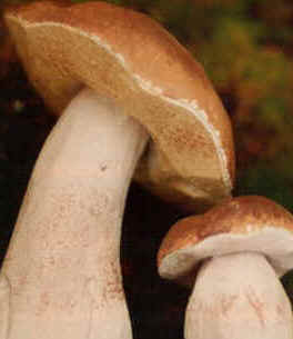 Boletus edulis