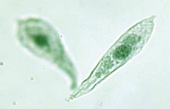 Euglena