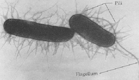 Imagen al microscopio electrónico de bacterias con pili y flagelos.