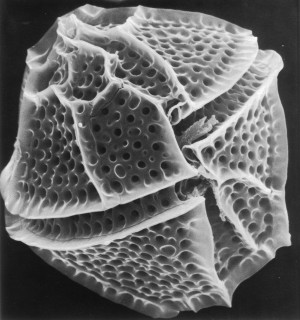 Gonyaulax. Imagen tomada de  http://www.mcb.harvard.edu/hastings/Images/gony.gif