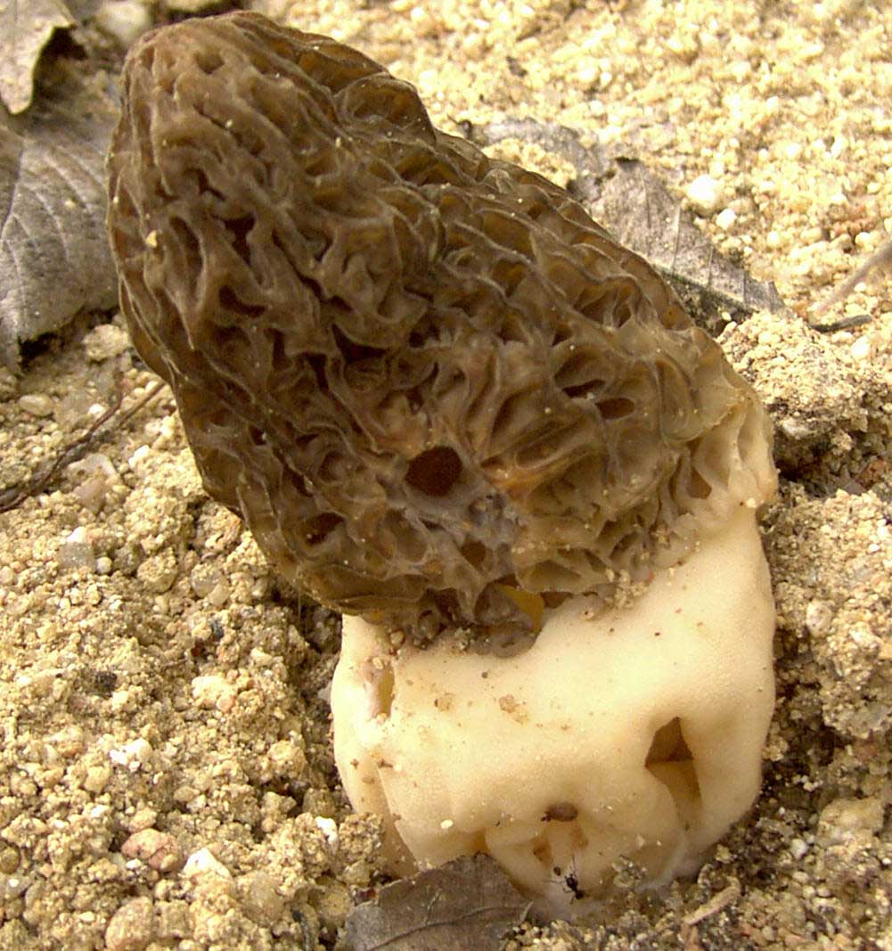 La colmenilla es un Ascomicete. Imagen: De Mier y Leva.