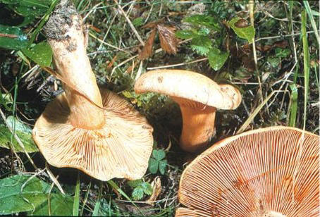 Los níscalos son Basidiomicetes