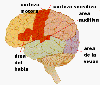 Existen en nuestra corteza zonas encargadas de recibir e interpretar los estmulos, es la corteza sensitiva. Adaptada de www.furman.edu