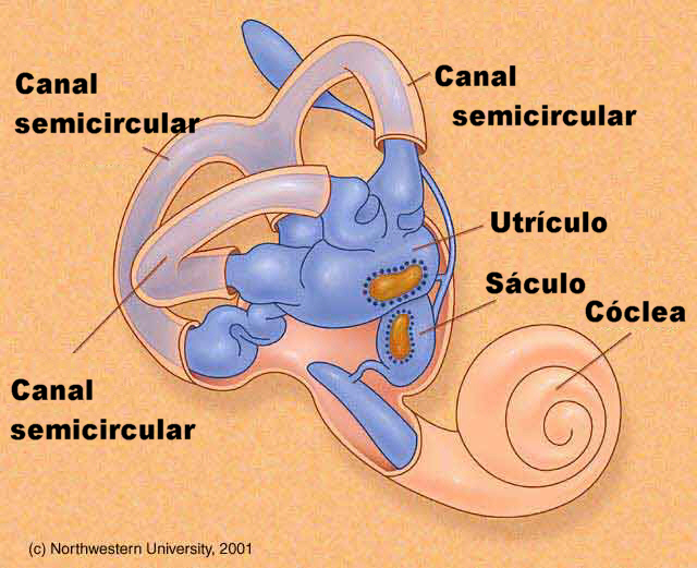Laberinto membranoso, estructura que alberga a los receptores del oído y del equilibrio. Adaptada de www.tchain.com