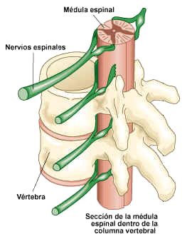 La médula espinal está encerrada dentro de la columna vertebral. Tomada de icarito.tercera.cl
