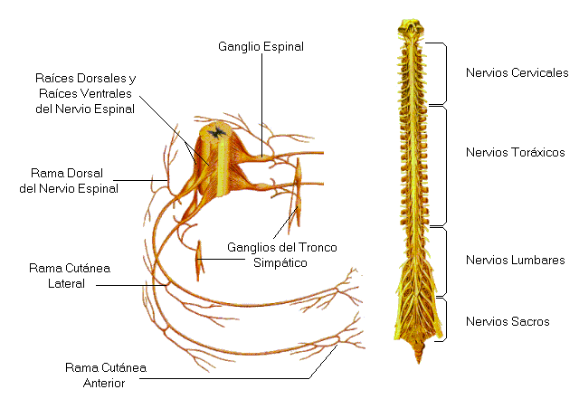 Los nervios raquídeos arrancan de la médula. Tomada de www.auxilio.com.mx