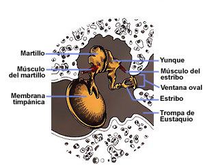 Estructura del oido medio, con el tímpano y los huesecillos. Tomada de salud.discoveryespanol.com