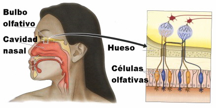 Los receptores del olfato se encuentran en la cavidad nasal. Adaptada de psyserver.pc.rhul.ac.uk