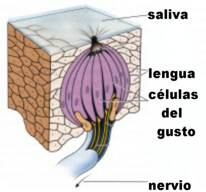 En las papilas gustativas se encuentran los receptores del gusto. Adaptada de psyserver.pc.rhul.ac.uk