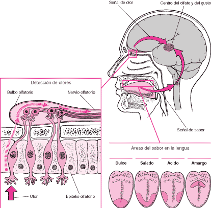 El sabor es una combinación del sentido del gusto y del olfato. Tomada de www.msd.es