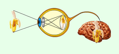 La imagen que se forma sobre la retina es invertida y de menor tamaño que la realidad; en la retina se genera un impulso eléctrico que llega a la corteza visual donde se produce la sensación de ver. Tomada de salud.discoveryespanol.com