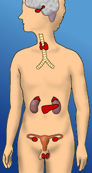 Situacin anatmica de las glndulas endocrinas