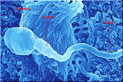 Espermatozoide al microscopio electrnico