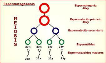 Esquema de la espermatognesis