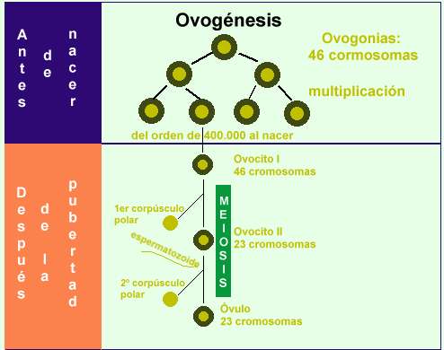 Ovognesis