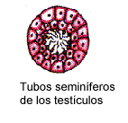 aqu se producen los espermatozoides